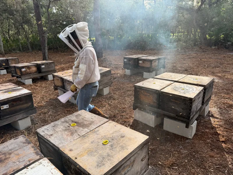 A beekeeper tending wooden hives in a sunlit bee yard.